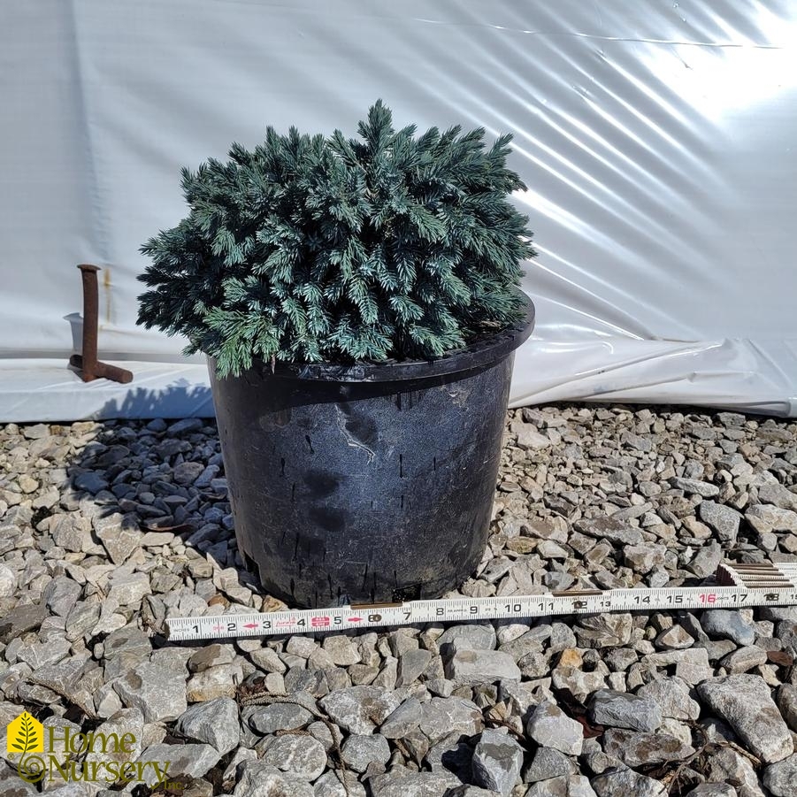 Juniperus squamata 'Blue Star'
