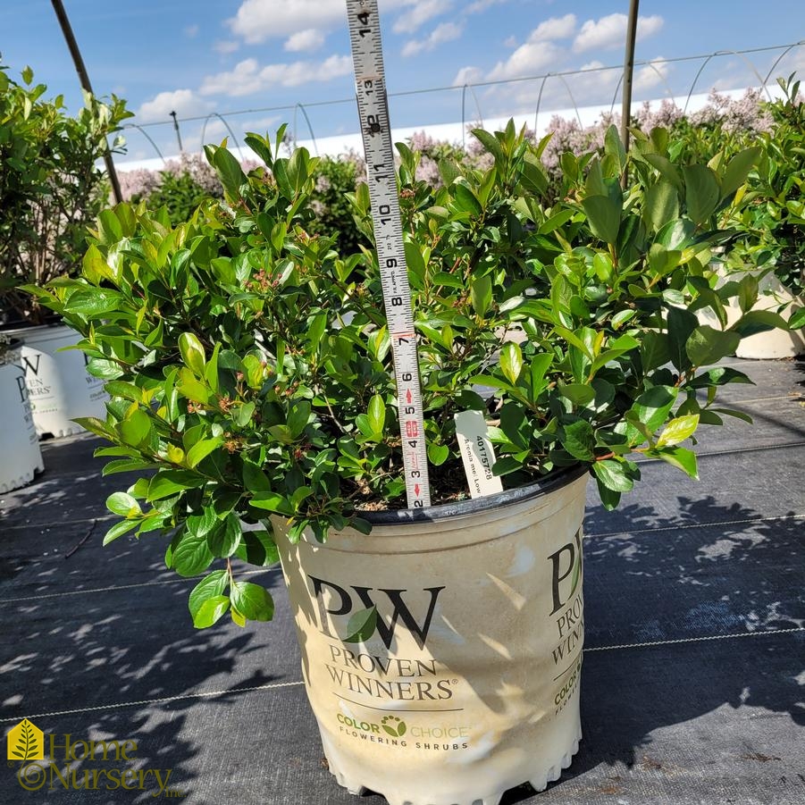 Aronia melanocarpa Low Scape Mound®