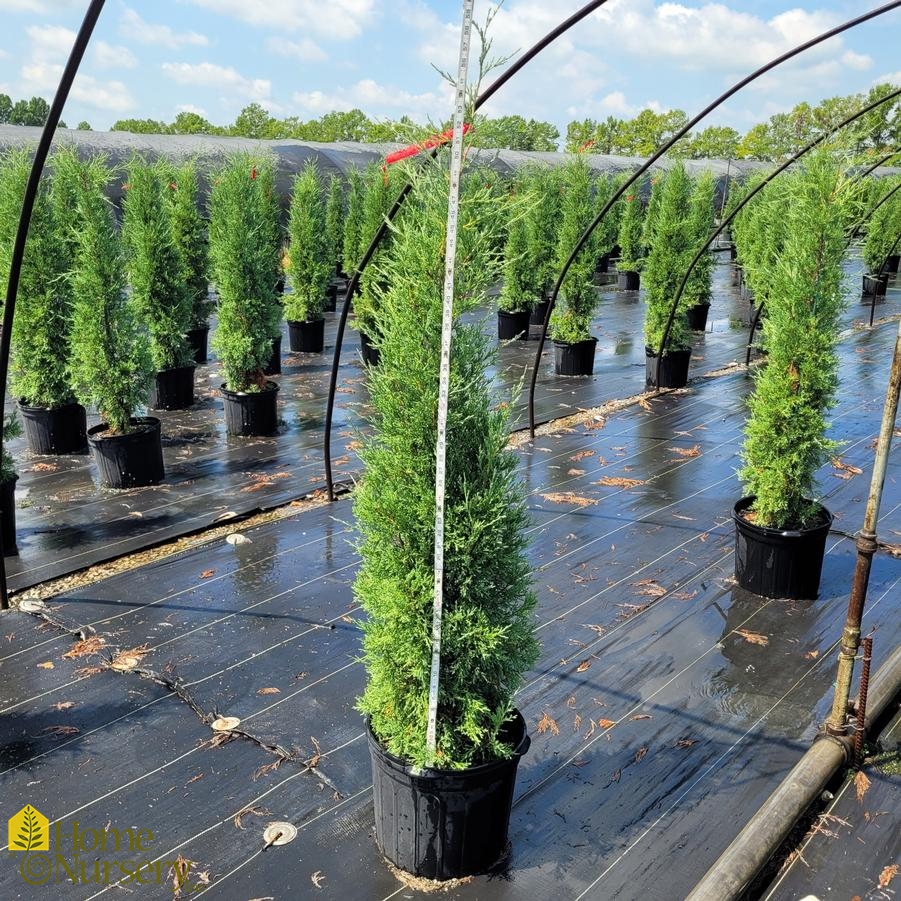 Juniperus virginiana 'Taylor'