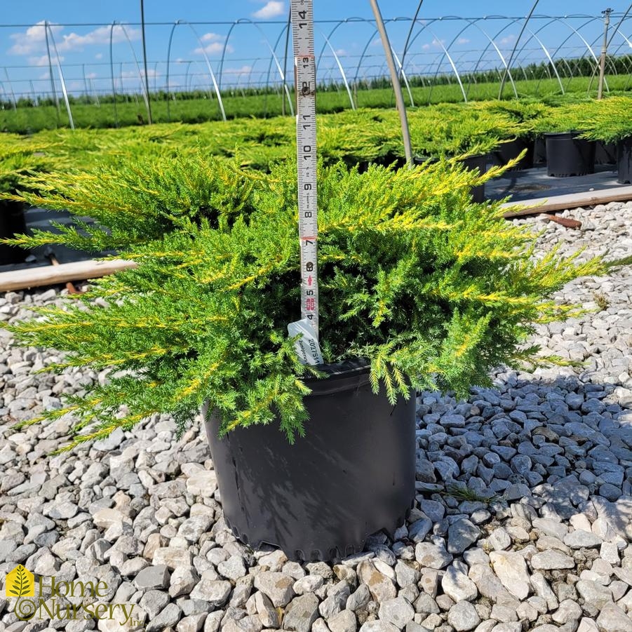 Juniperus x pfitzeriana 'Daub's Frosted'