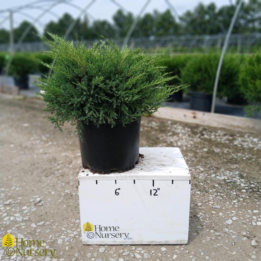 Juniperus x pfitzeriana 'Kallay's Compact'