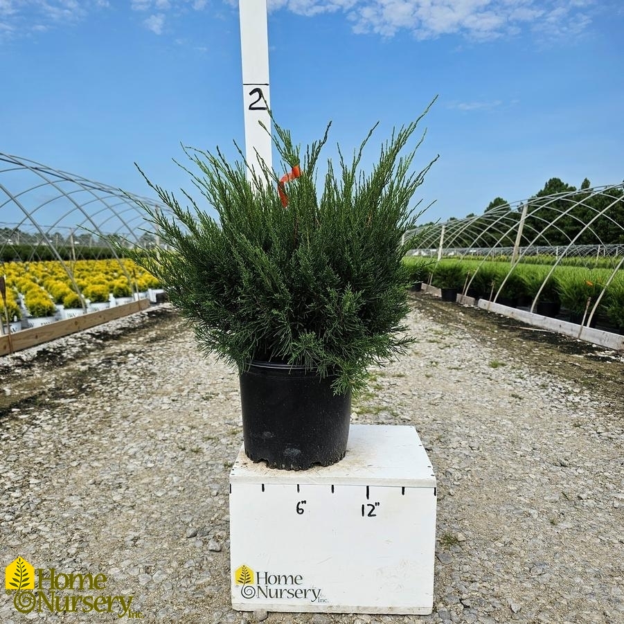 Juniperus x pfitzeriana 'Sea Green'