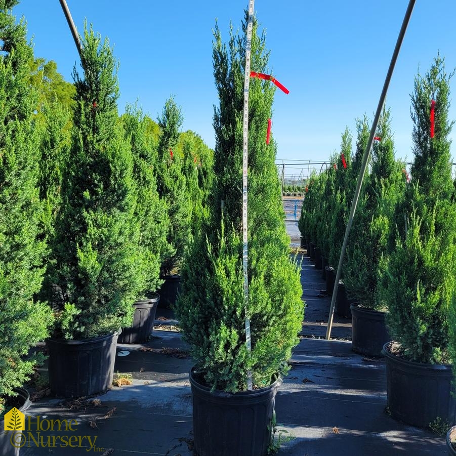 Juniperus x Star Power&reg;
