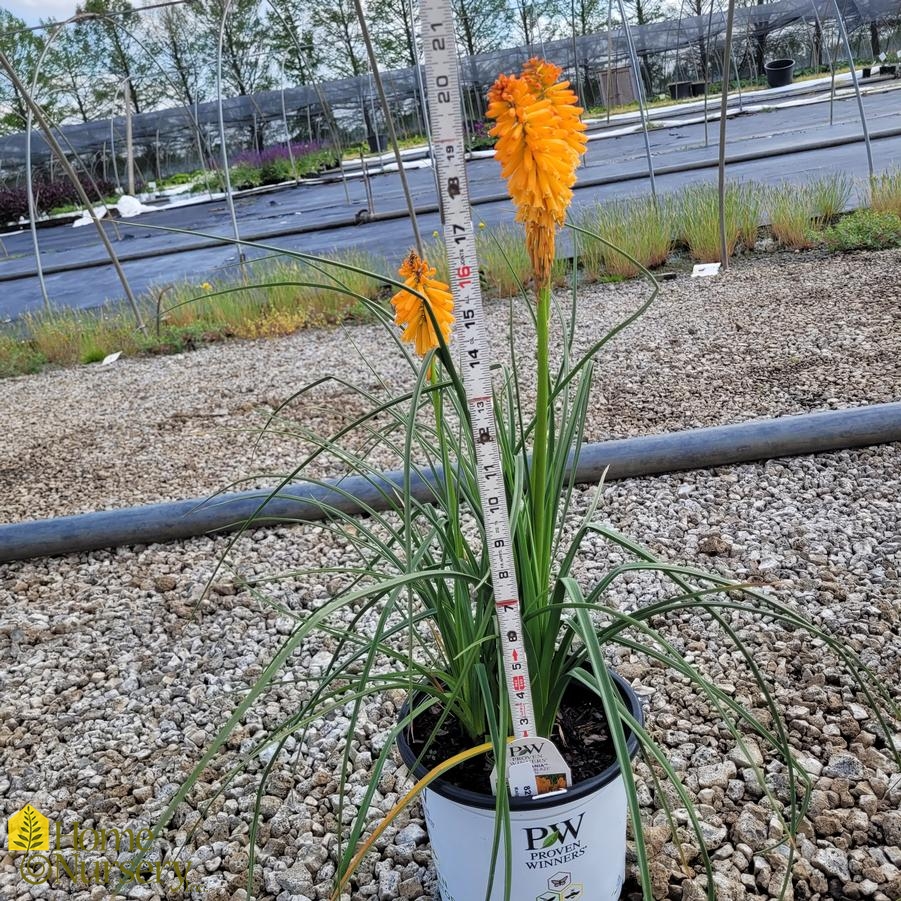 Kniphofia x Pyromania&trade;'Orange Blaze'