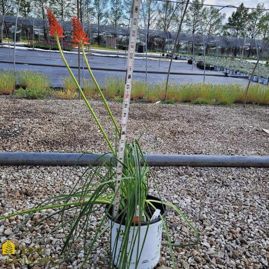 Kniphofia x Pyromania&trade;'Rocket's Red Glare'