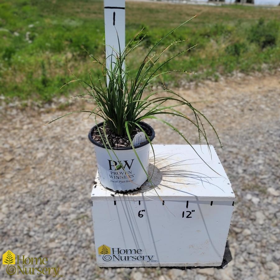Kniphofia x Pyromania™'Solar Flare'