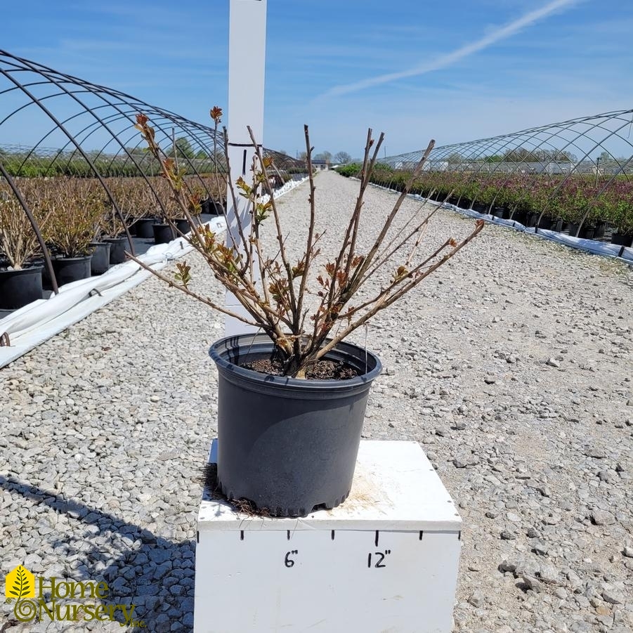 Lagerstroemia indica x fauriei 'Zuni'