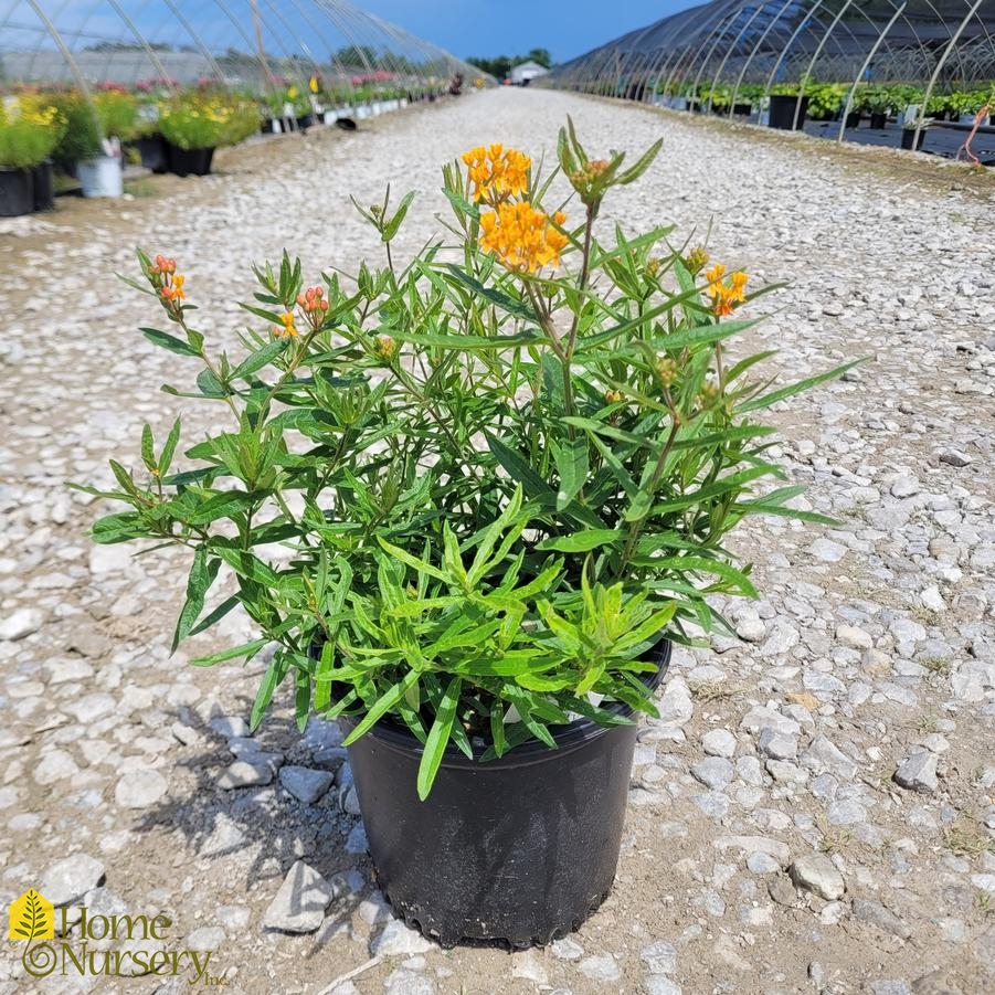 Asclepias tuberosa 