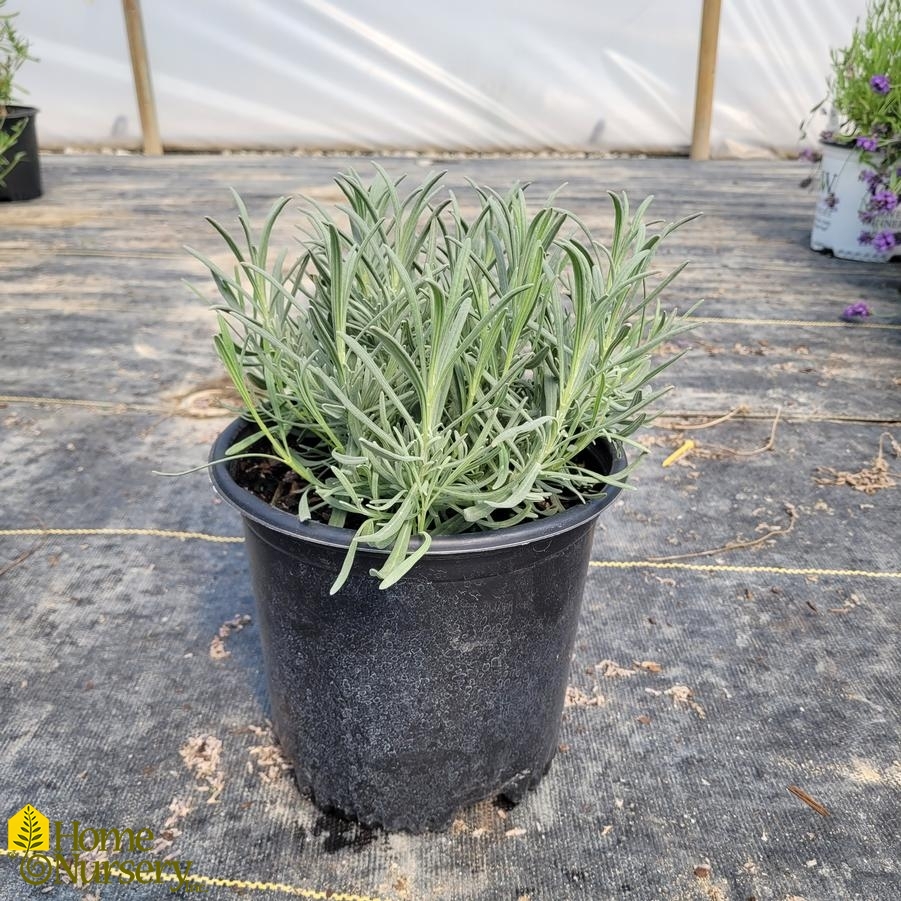 Lavandula x intermedia Phenomenal