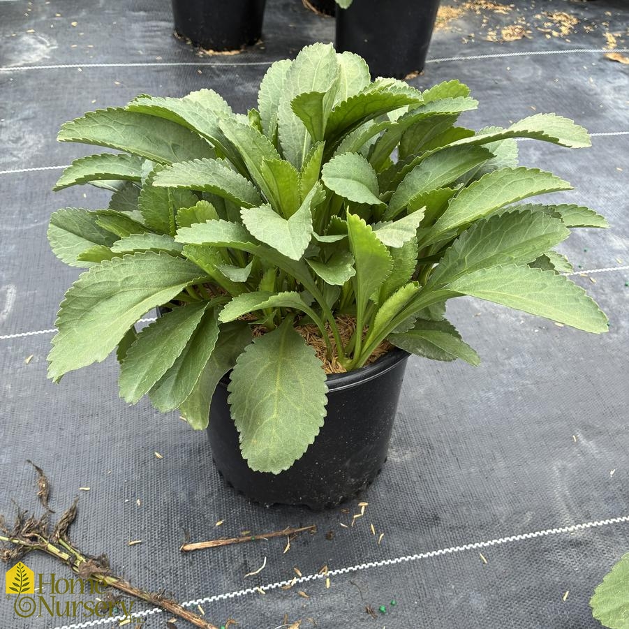 Leucanthemum superbum 'Becky'