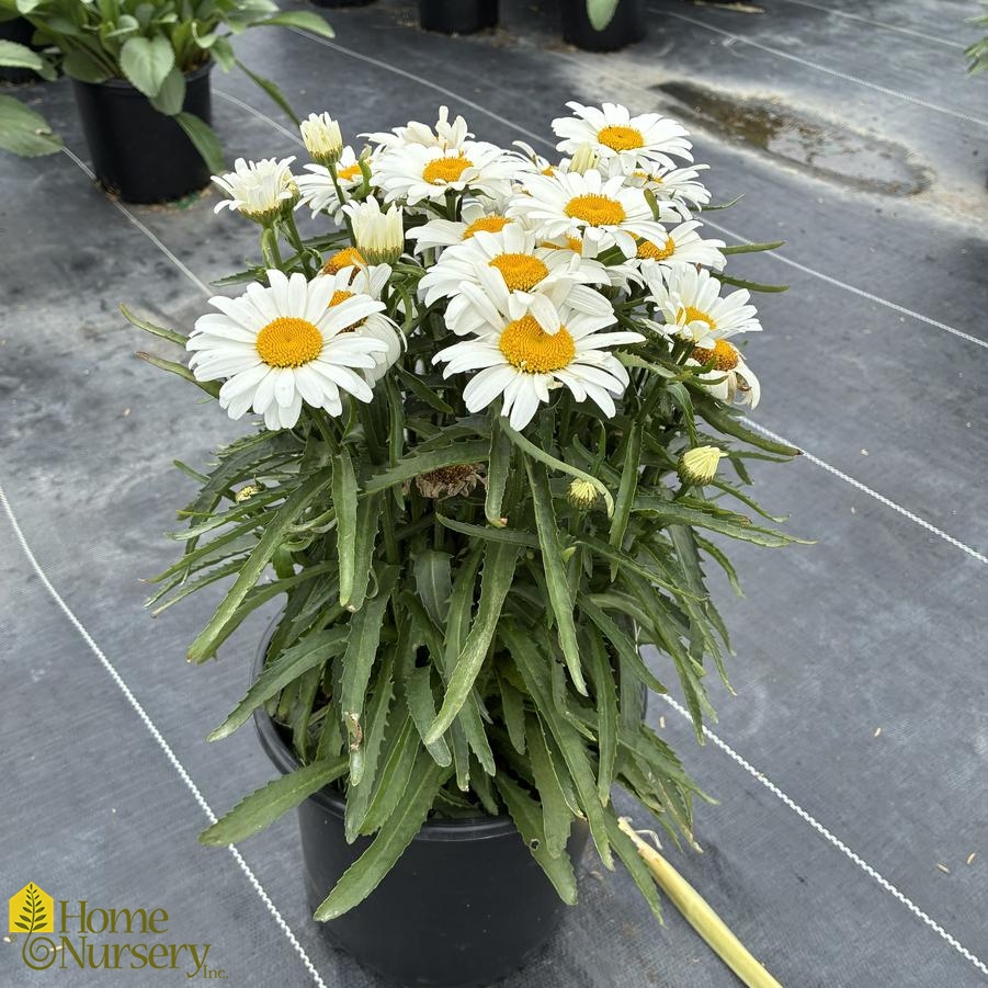 Leucanthemum superbum 'Whoops-a-Daisy'