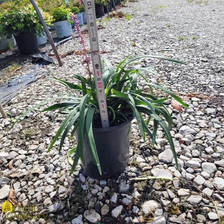 Liriope muscari 'Royal Purple'