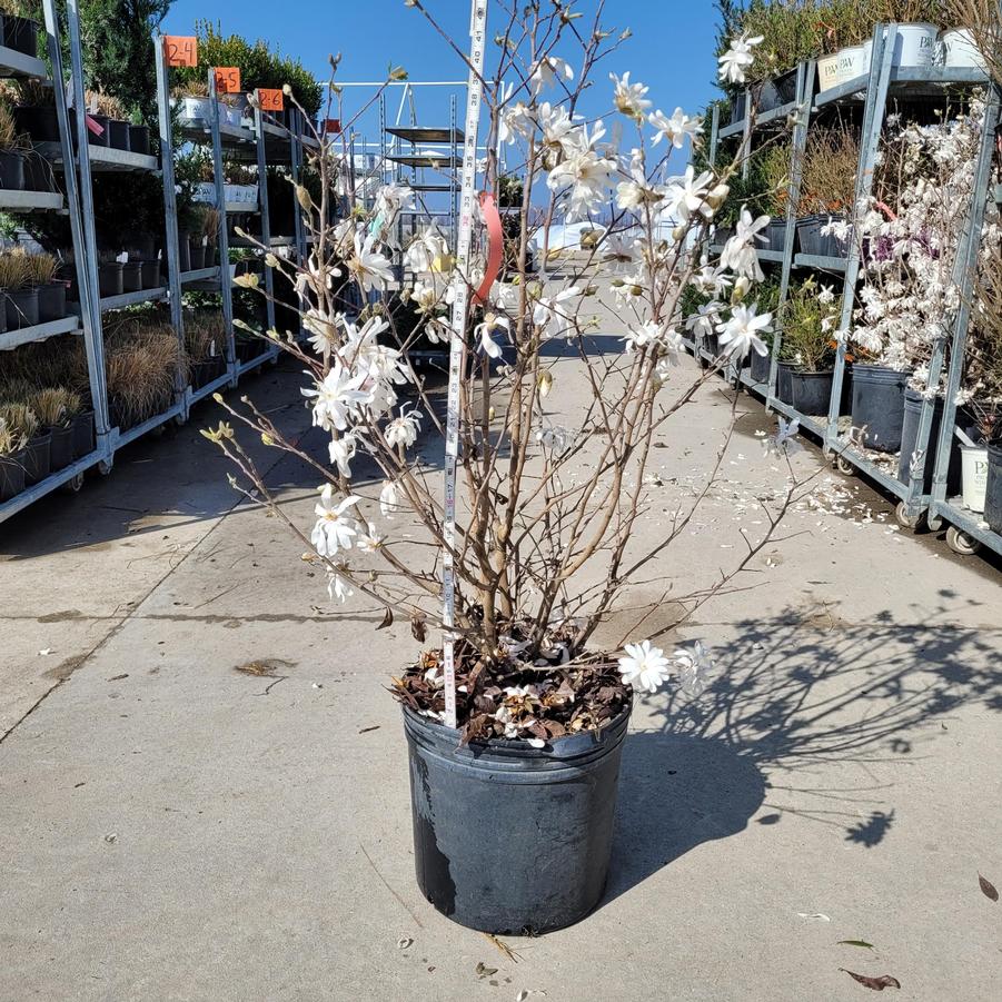 Magnolia stellata 'Royal Star'