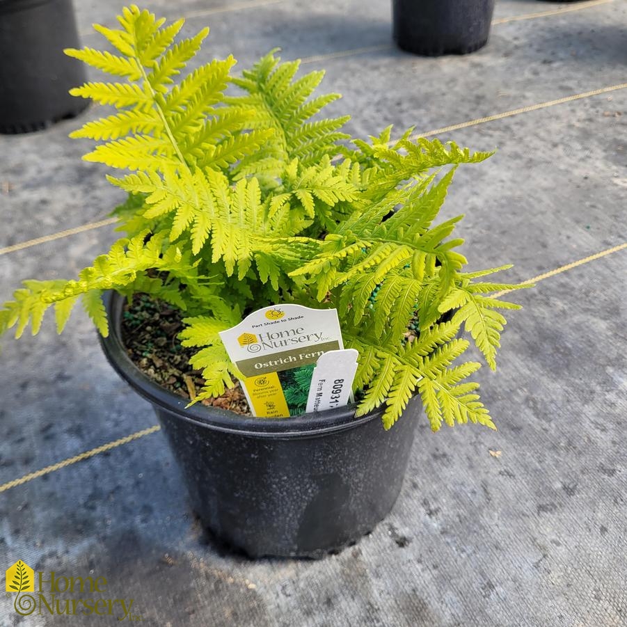 Matteuccia struthiopteris 