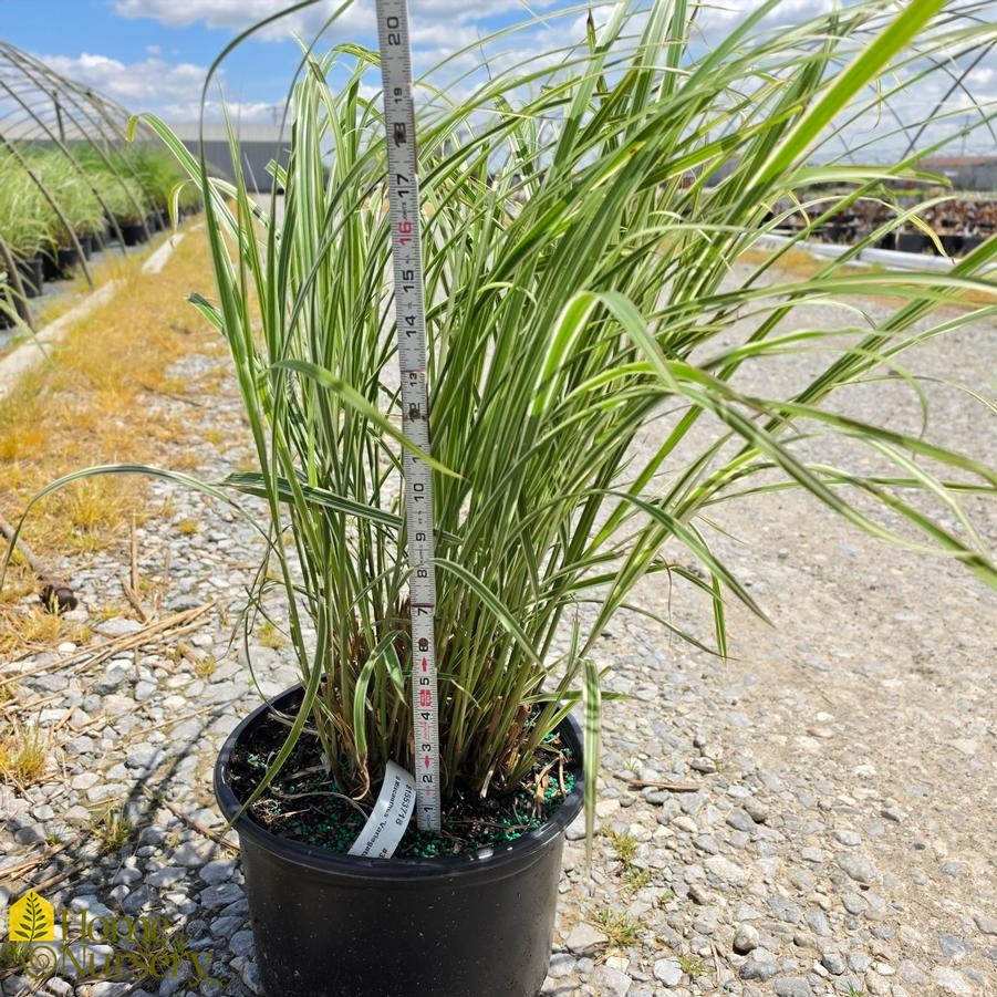 Miscanthus sinensis 'Variegatus'