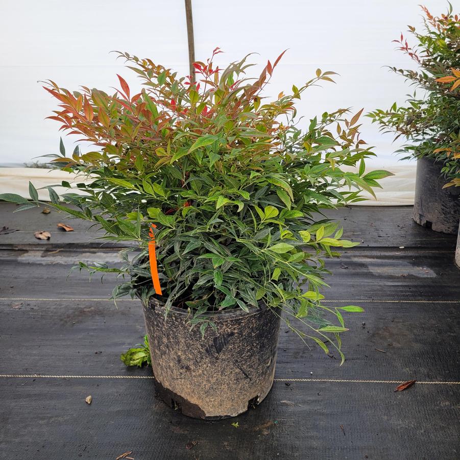 Nandina domestica 'Tuscan Flame'