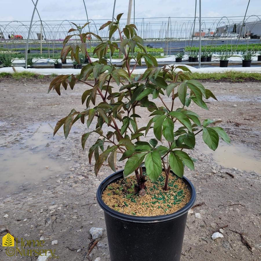 Paeonia lactiflora 'Sarah Bernhardt'