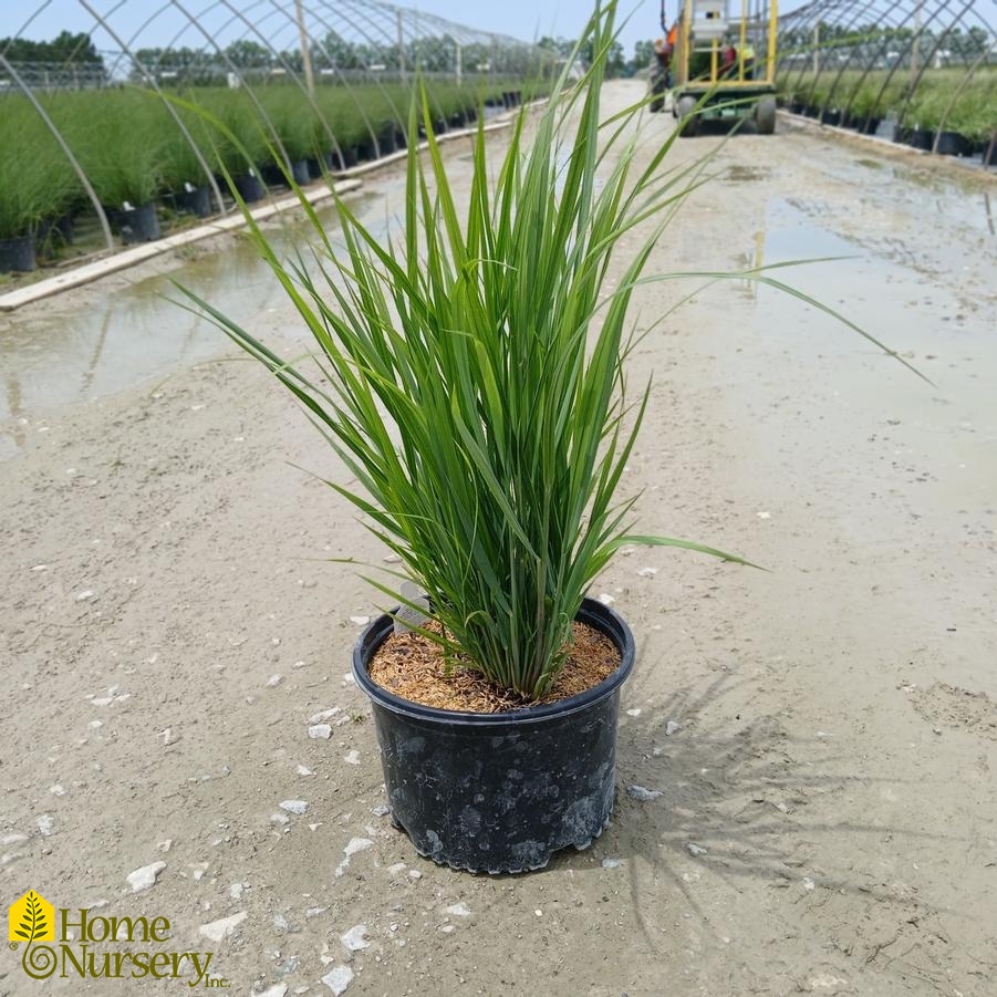 Panicum virgatum 'Northwind'