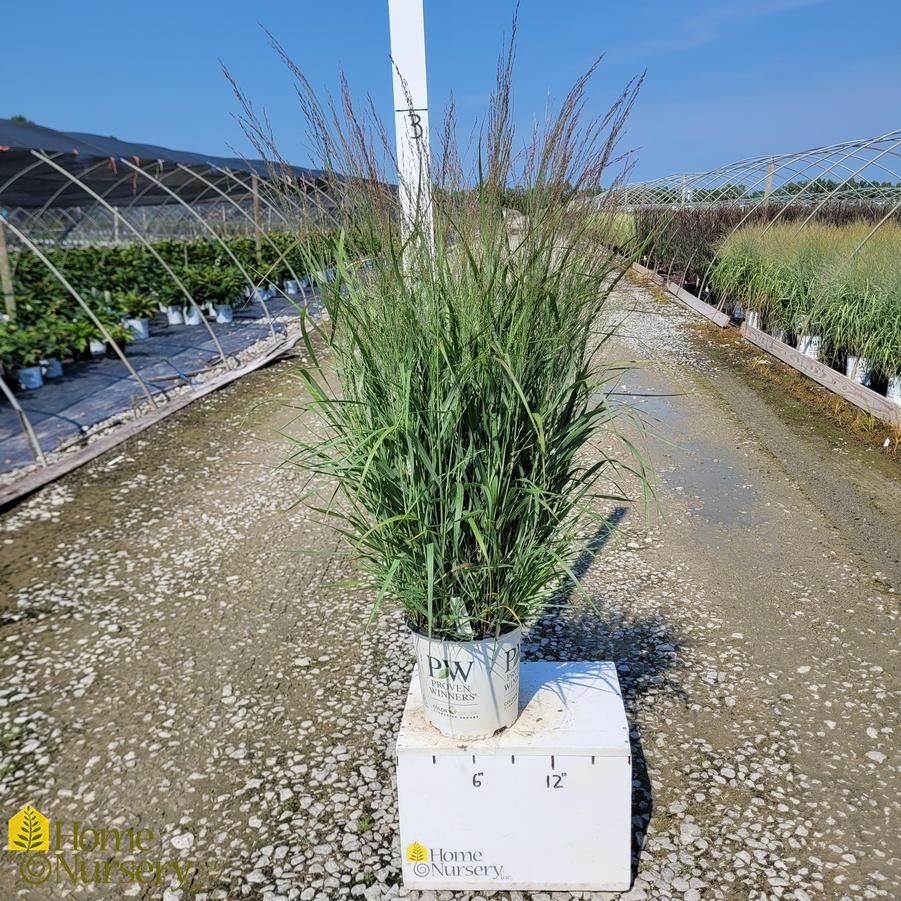 Panicum virgatum Prairie Winds® 'Apache Rose'