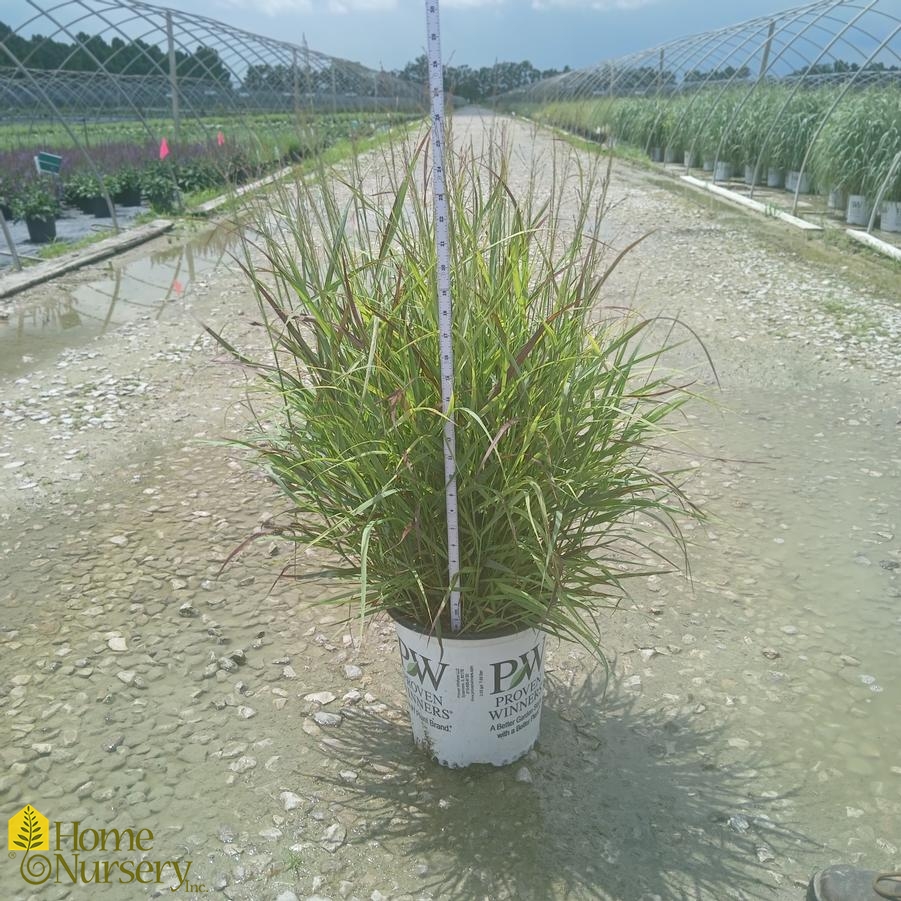 Panicum virgatum Prairie Winds&reg; 'Cheyenne Sky'