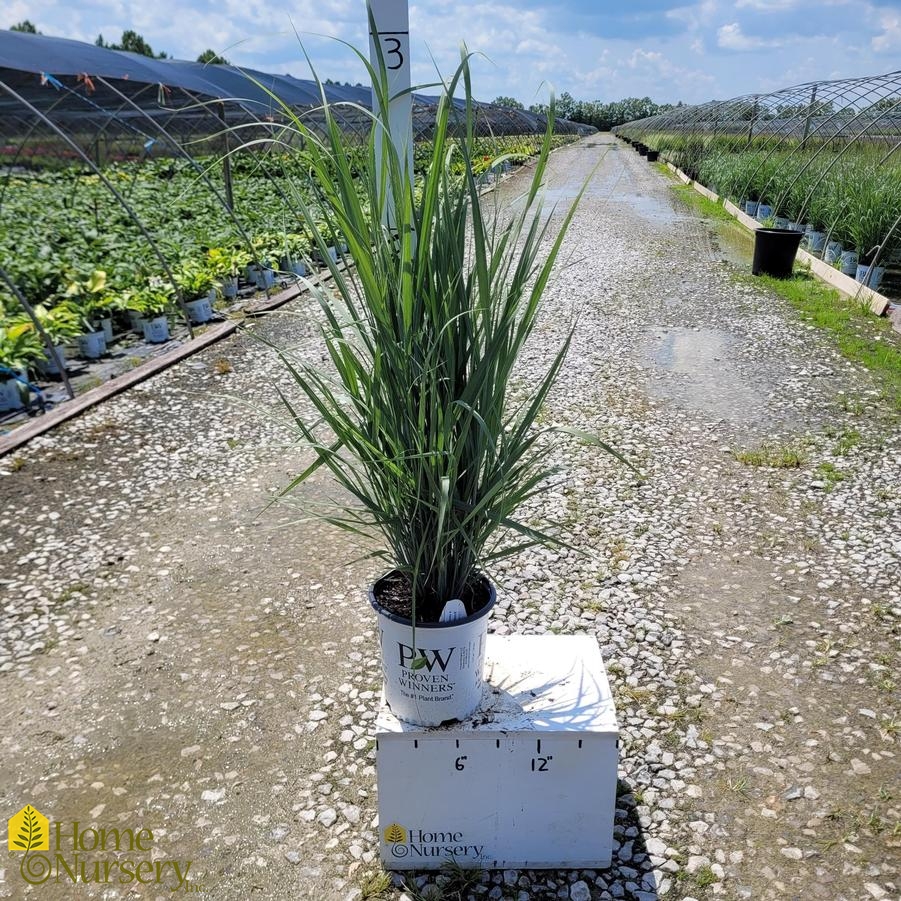 Panicum virgatum Prairie Winds® 'Totem Pole'