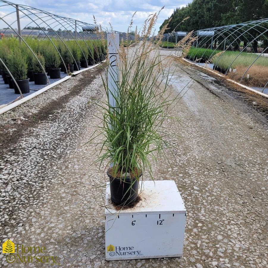 Pennisetum orientale 'Karley Rose'