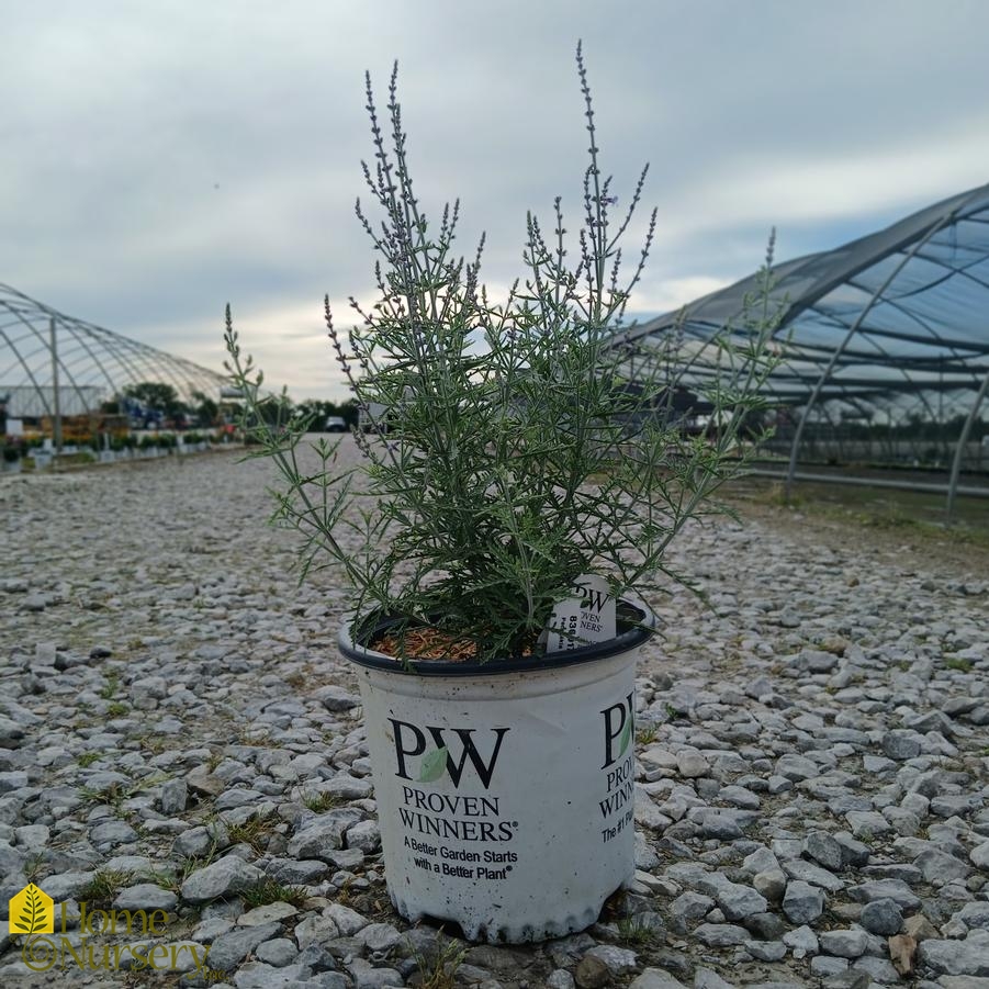 Perovskia atriplicifolia 'Denim 'n Lace'