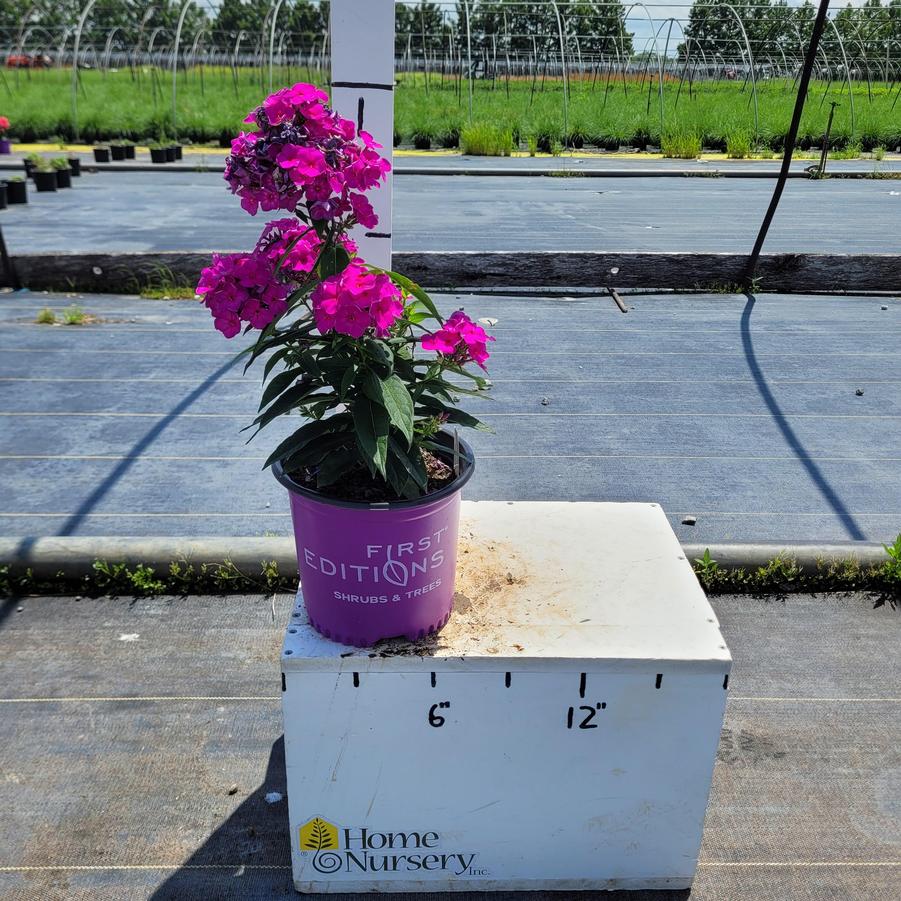 Phlox paniculata Candy Store® Grape Lollipop™