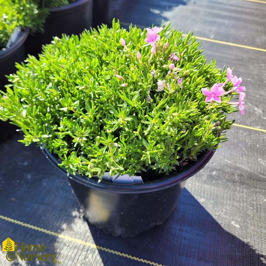 Phlox subulata 'Emerald Pink'