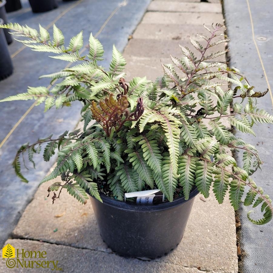 Athyrium niponicum pictum 'Godzilla'