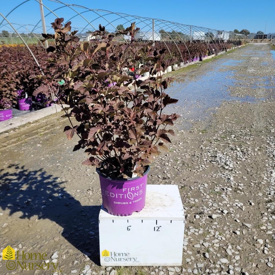 Physocarpus opulifolius Amber Jubilee™