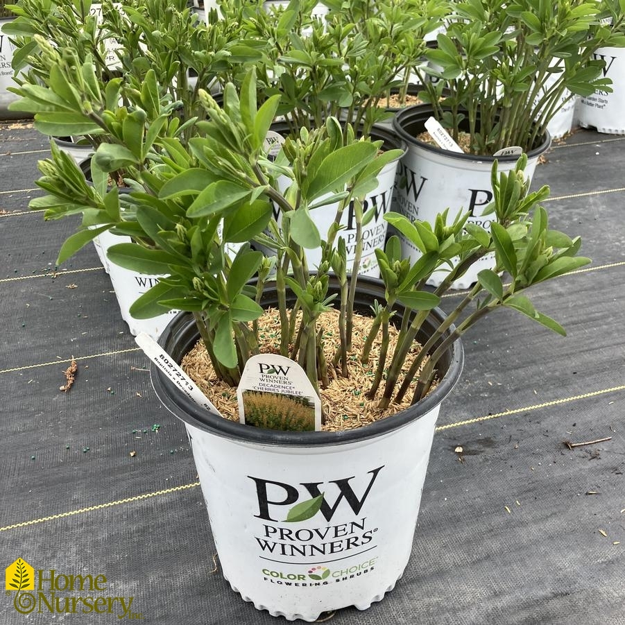 Baptisia x Decadence&reg; 'Cherries Jubilee'