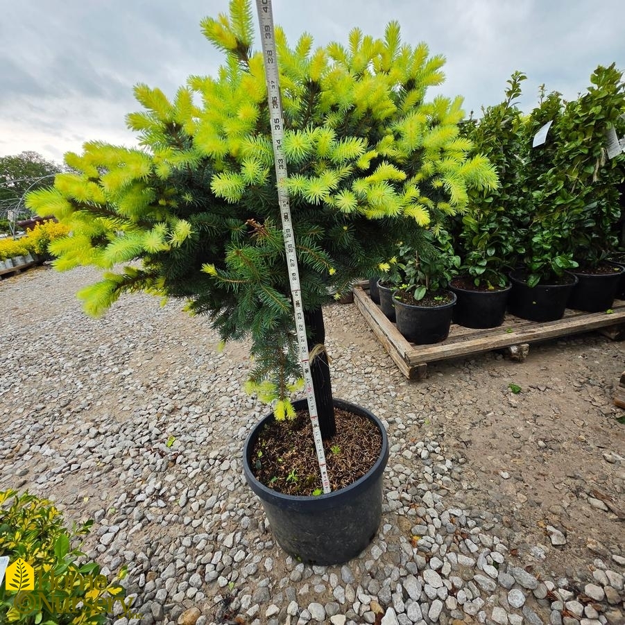 Picea pungens 'Globosa' - standard