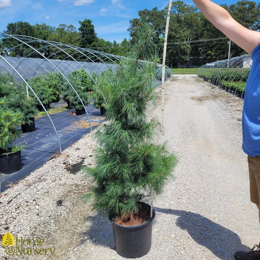 Pinus strobus 