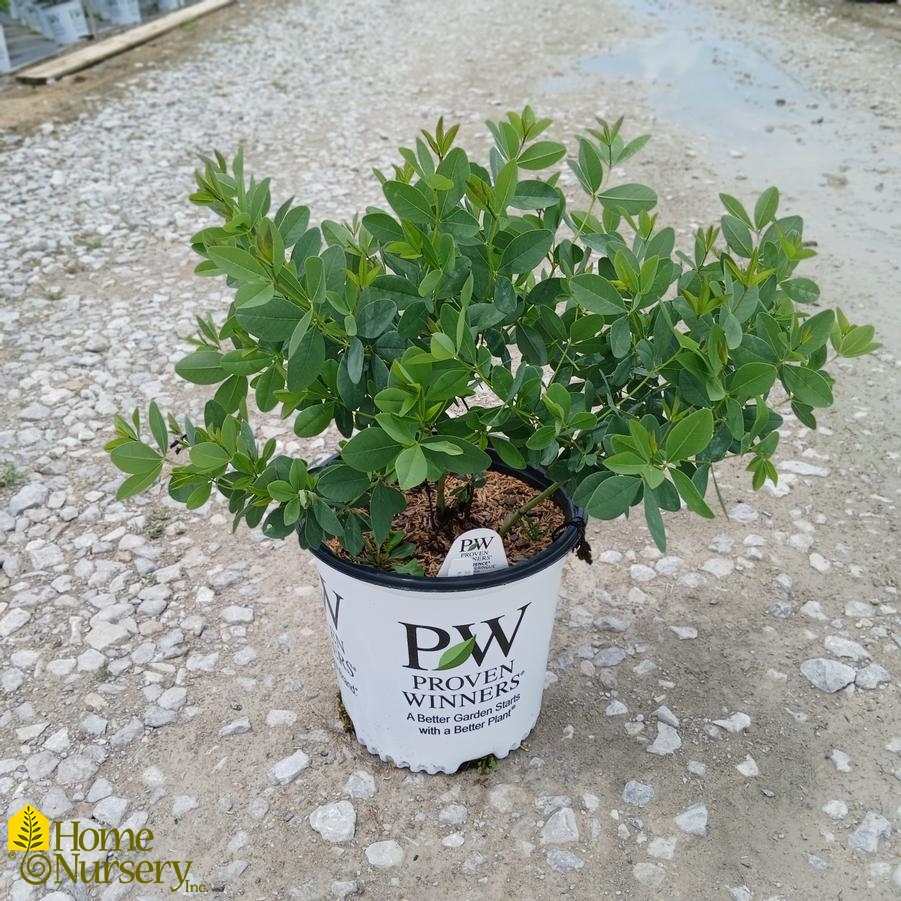 Baptisia x Decadence&reg; 'Lemon Meringue'