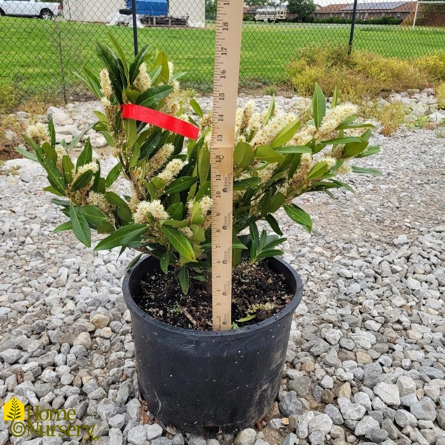 Prunus laurocerasus 'Otto Luyken'