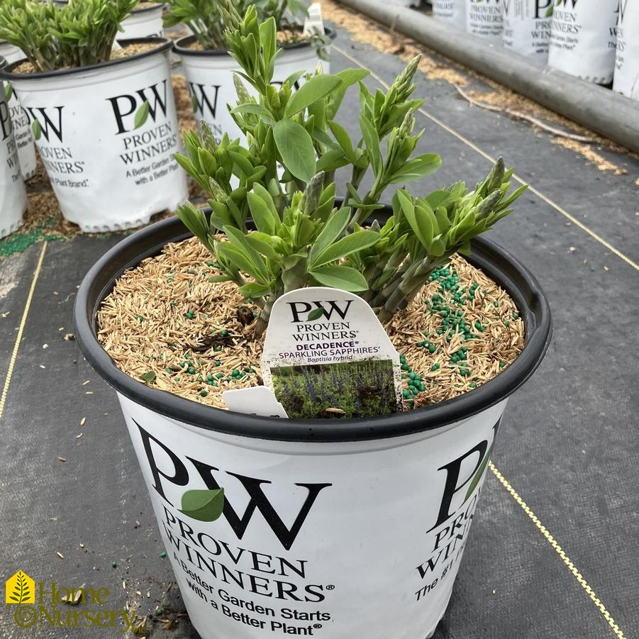 Baptisia x Decadence&reg; 'Sparkling Sapphires'