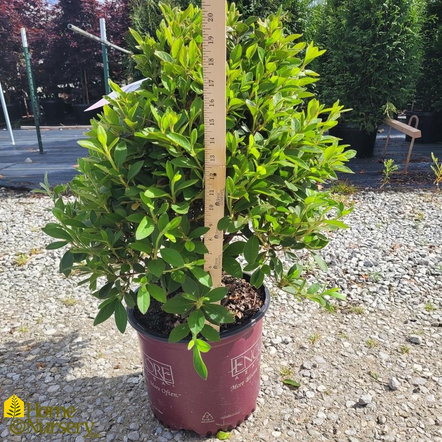 Rhododendron Encore&reg; Autumn Lily®