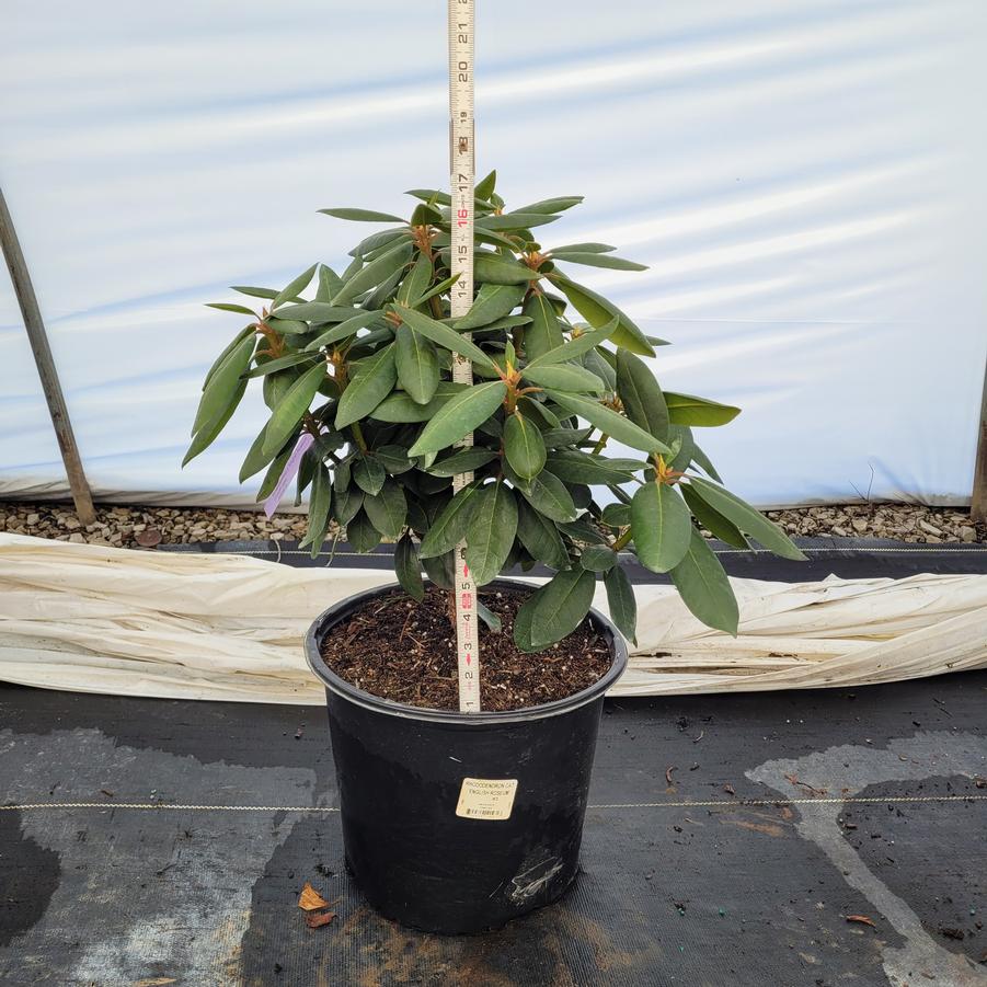 Rhododendron x 'English Roseum'