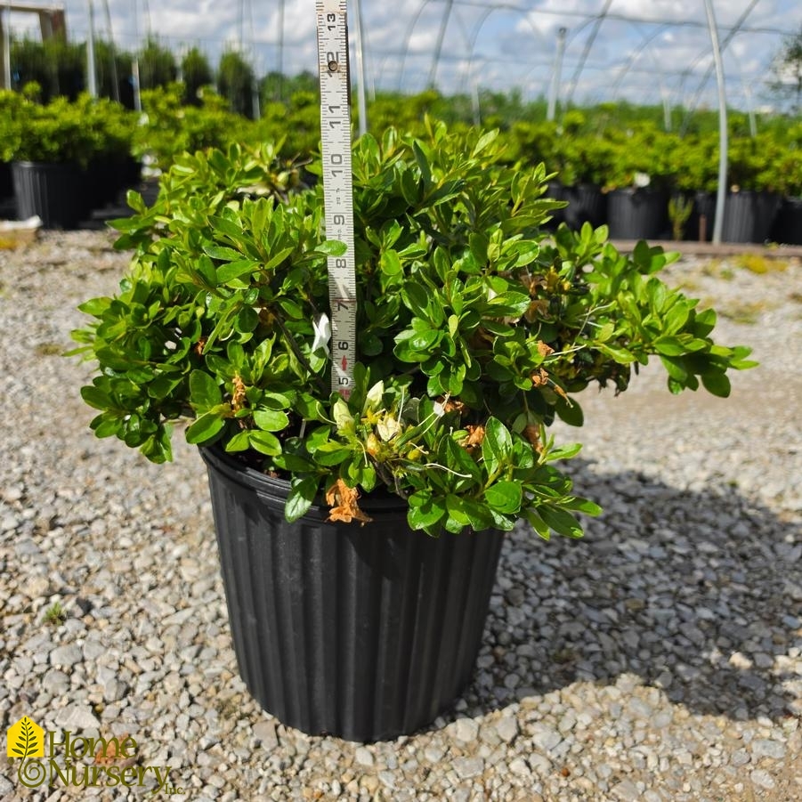 Rhododendron x 'Girard's Pleasant White'