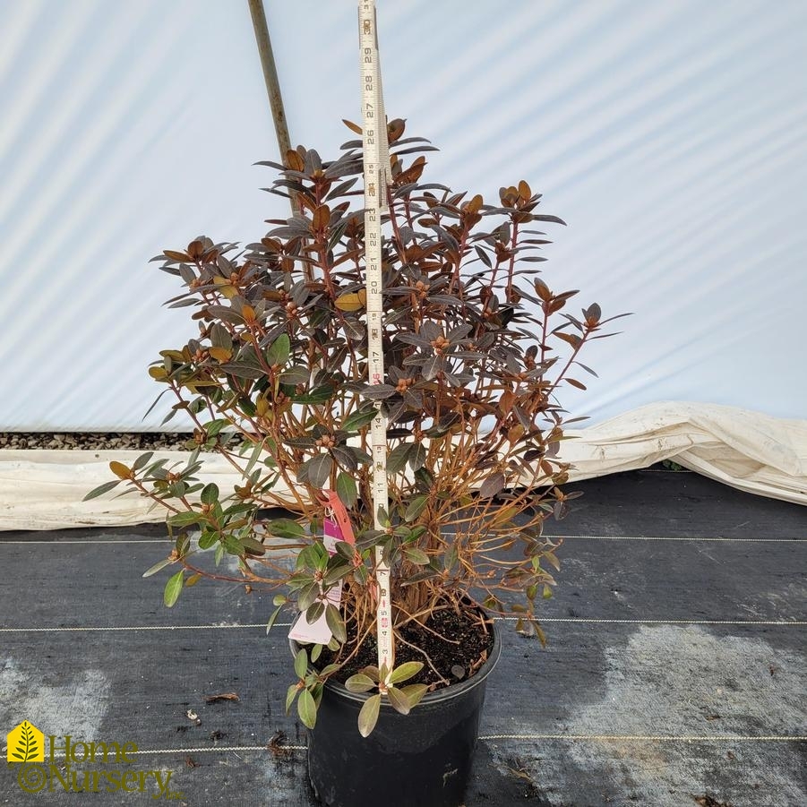 Rhododendron x 'P.J.M. Elite'