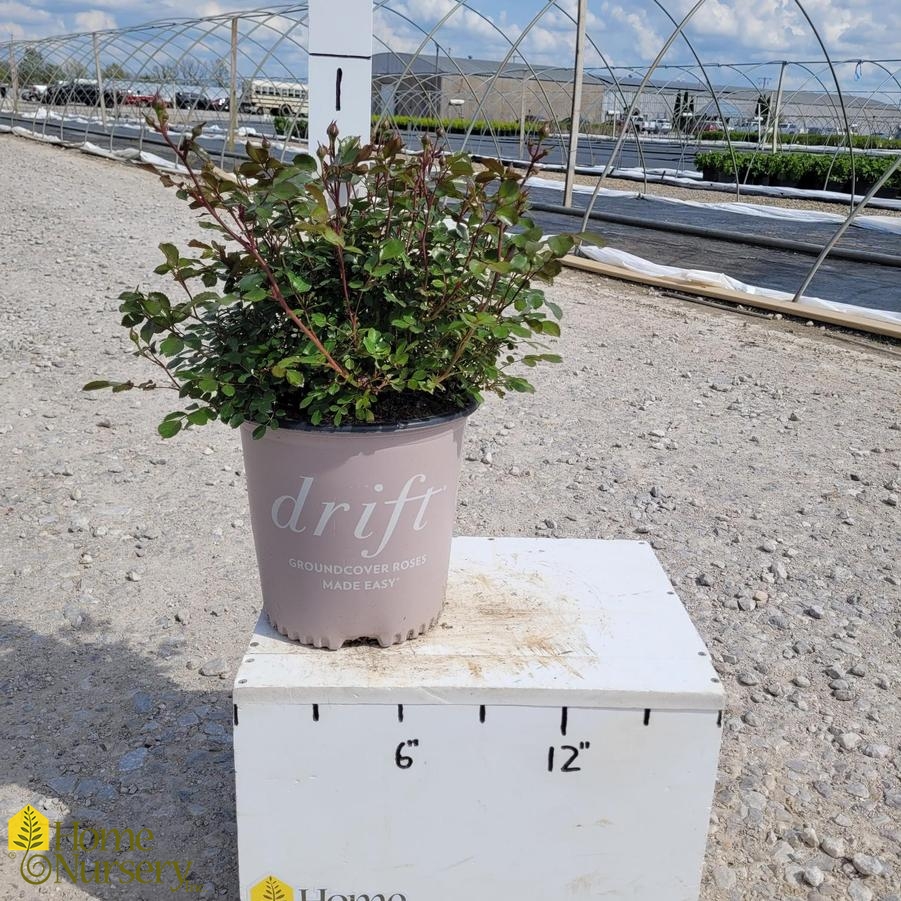 Rosa x Apricot Drift®