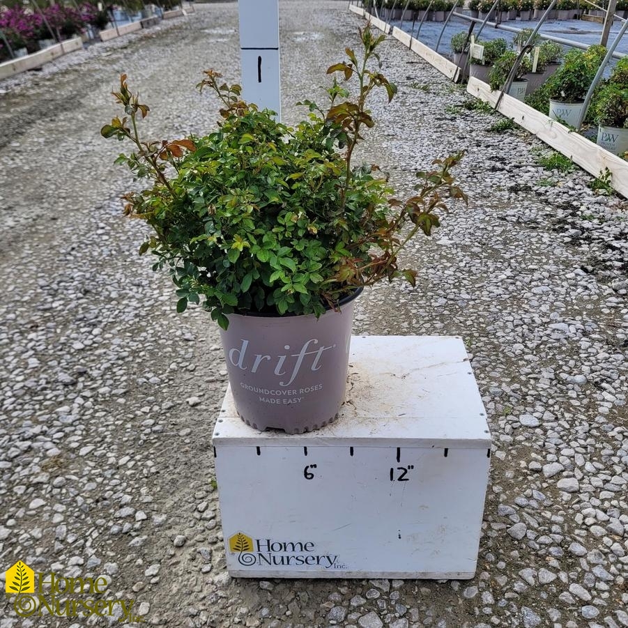 Rosa x Coral Drift®