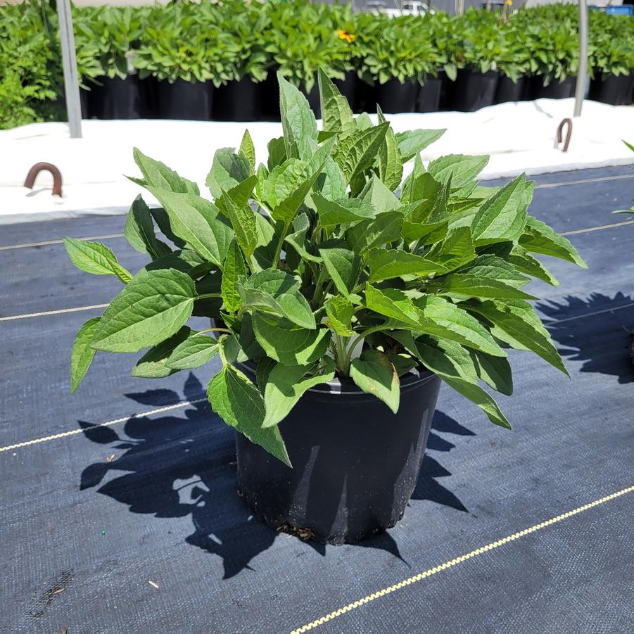Rudbeckia fulgida var. sullivantii 'Goldsturm'