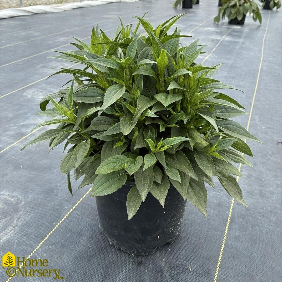 Rudbeckia fulgida var. sullivantii 'Little Goldstar'