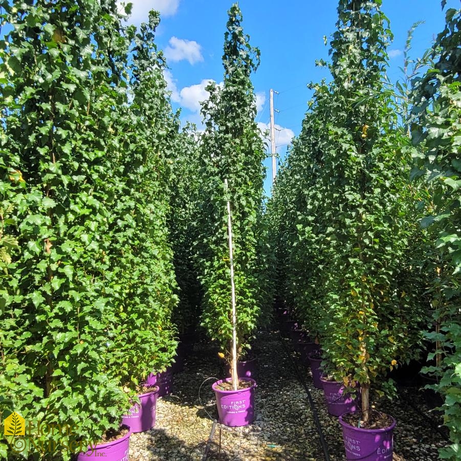 Betula platyphylla Parkland Pillar&reg;