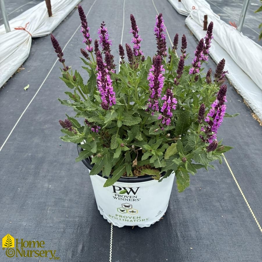 Salvia nemerosa 'Pink Profusion'