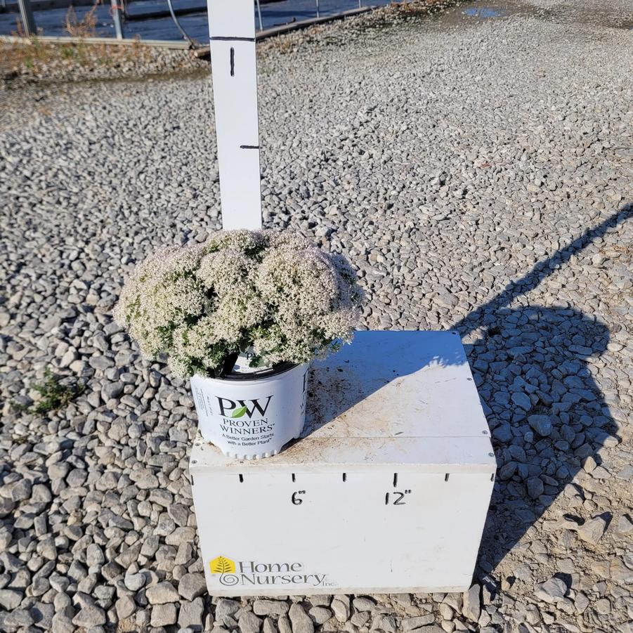 Sedum x Rock 'n Grow® Bundle of Joy