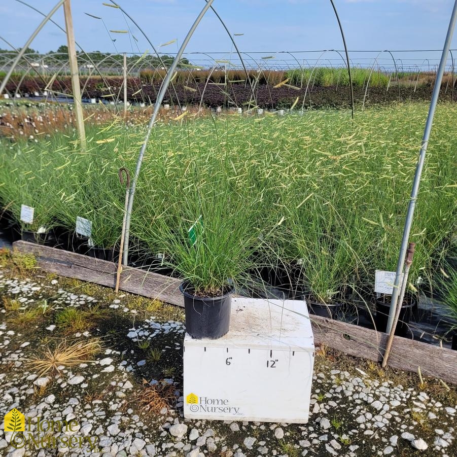 Bouteloua gracilis 'Blonde Ambition'