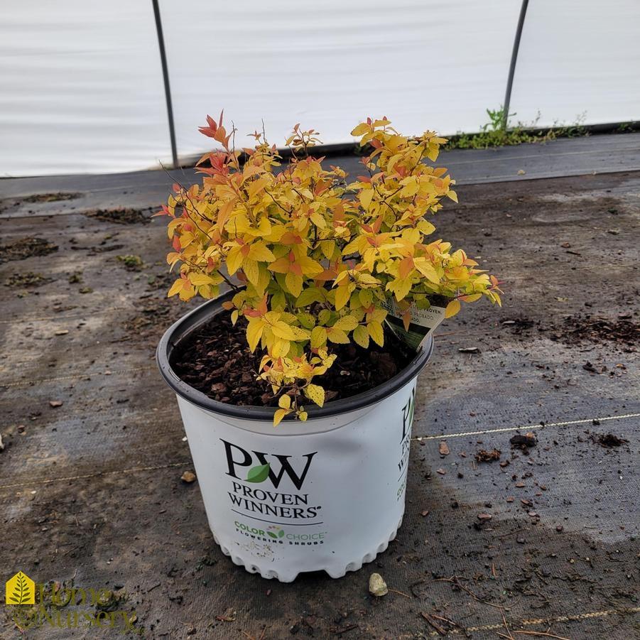 Spiraea japonica Double Play® Candy Corn®
